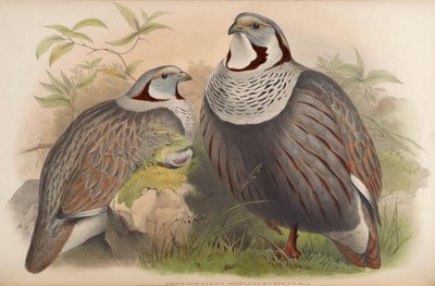 Tetraogallus himalayensis by John Gould